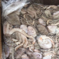 2018 fresh cleaned frozen octopus ,short leg all size